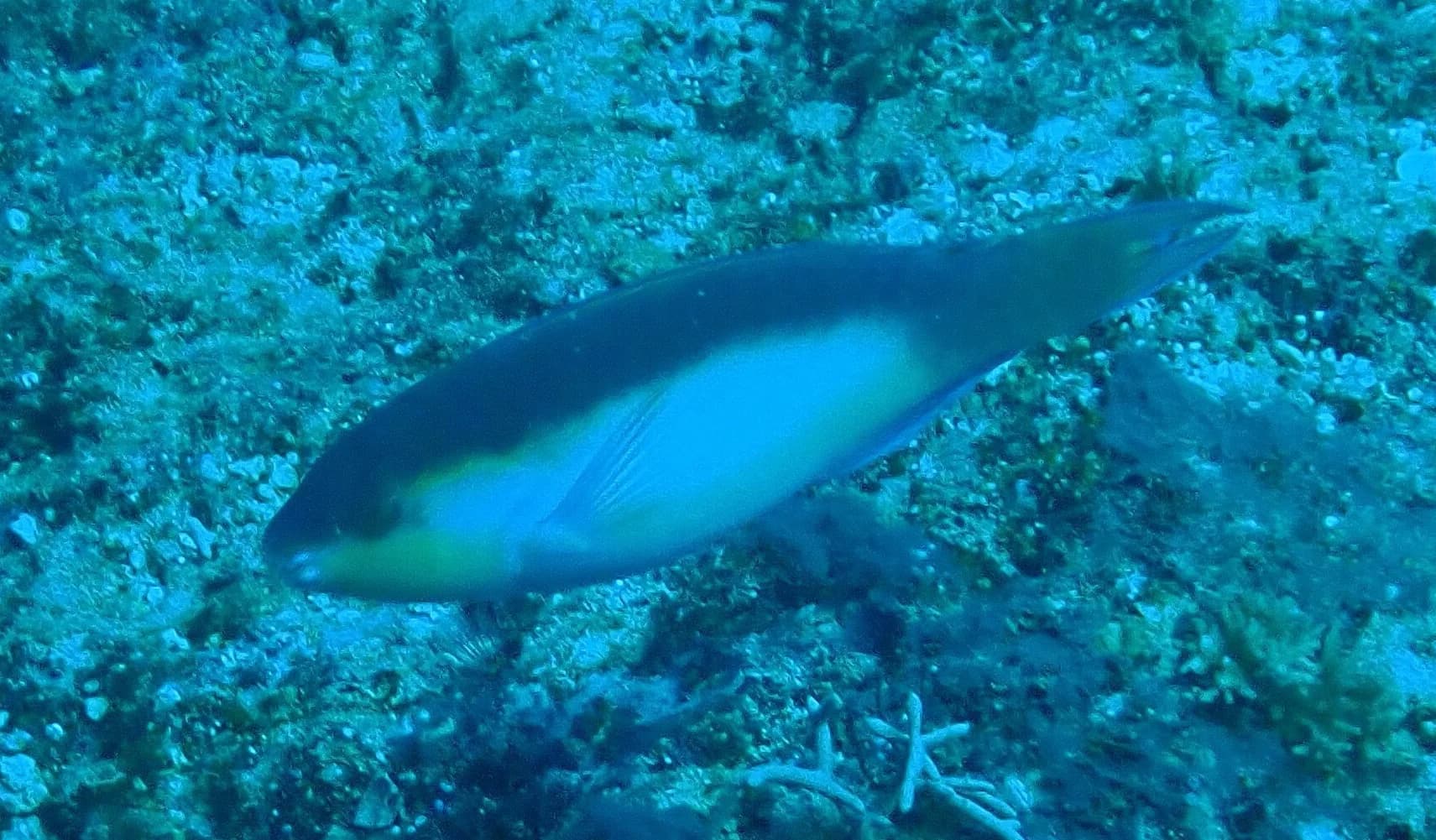 Chameleon Parrotfish
