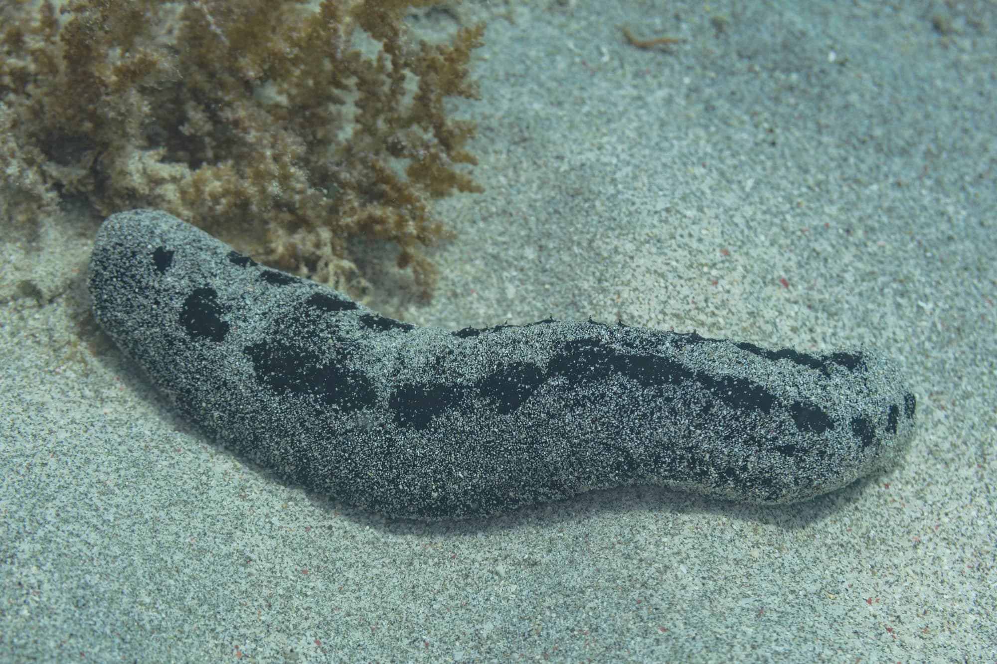 Black Sea Cucumber