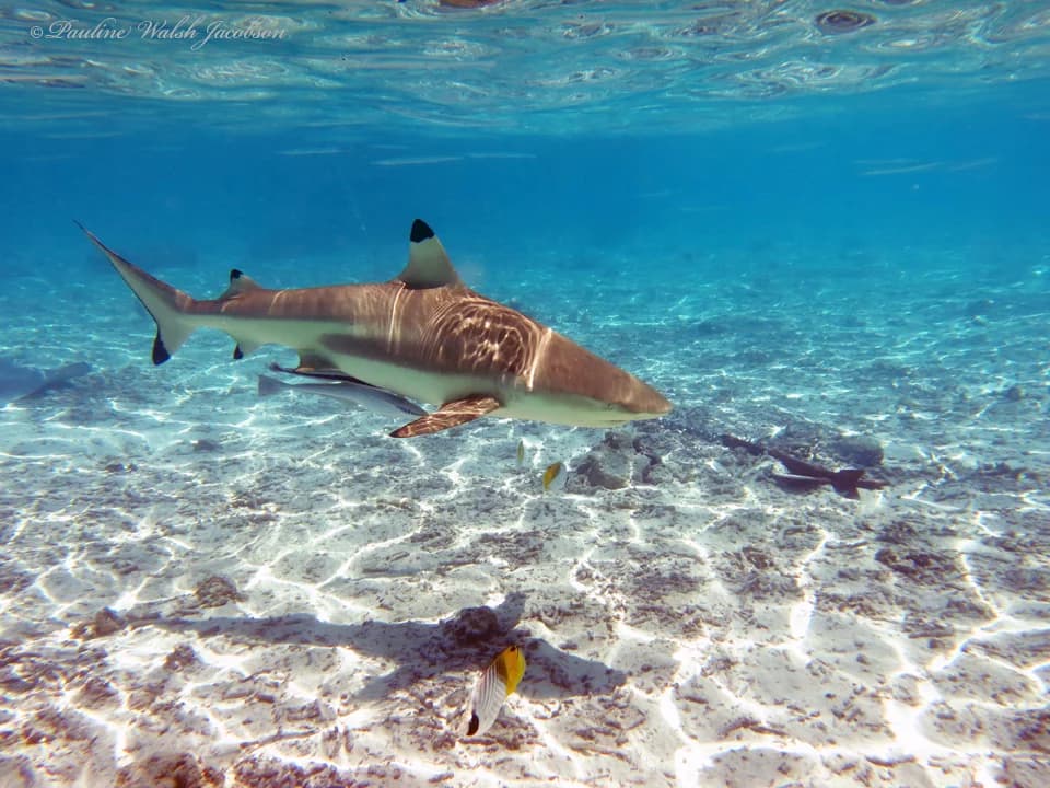 Blacktip Reef Shark