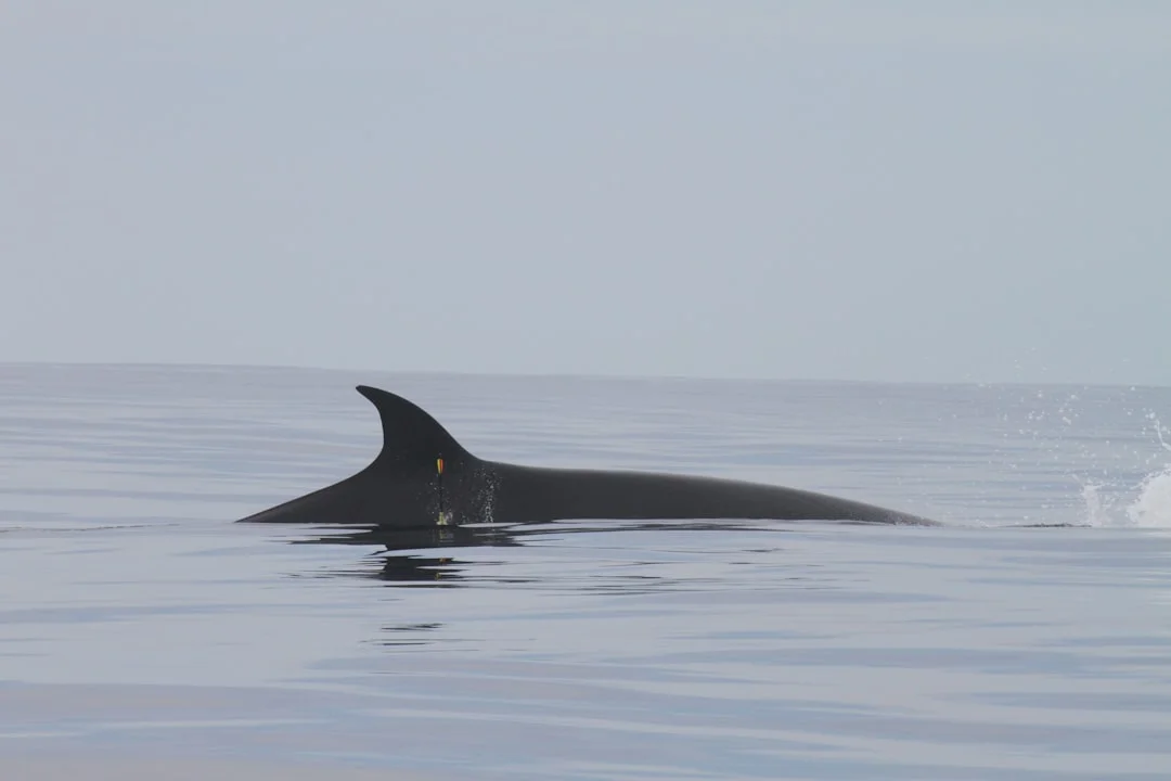 Sei Whale