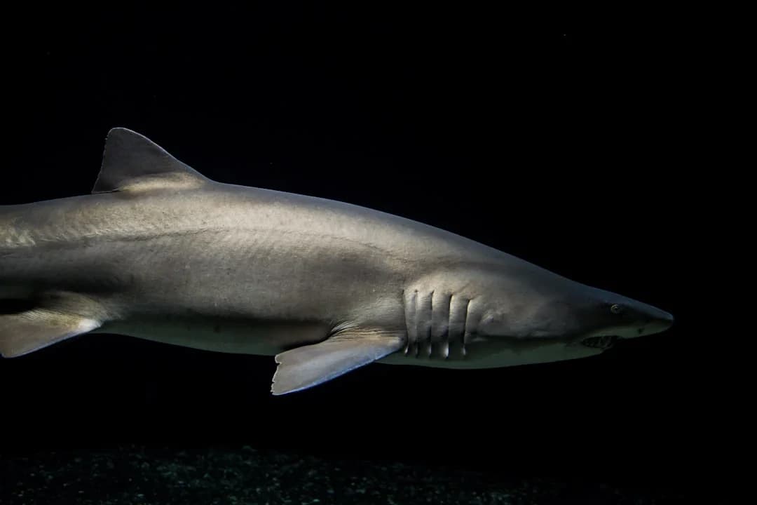 Silvertip Shark