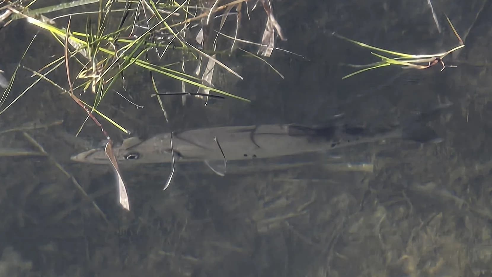 Great Barracuda