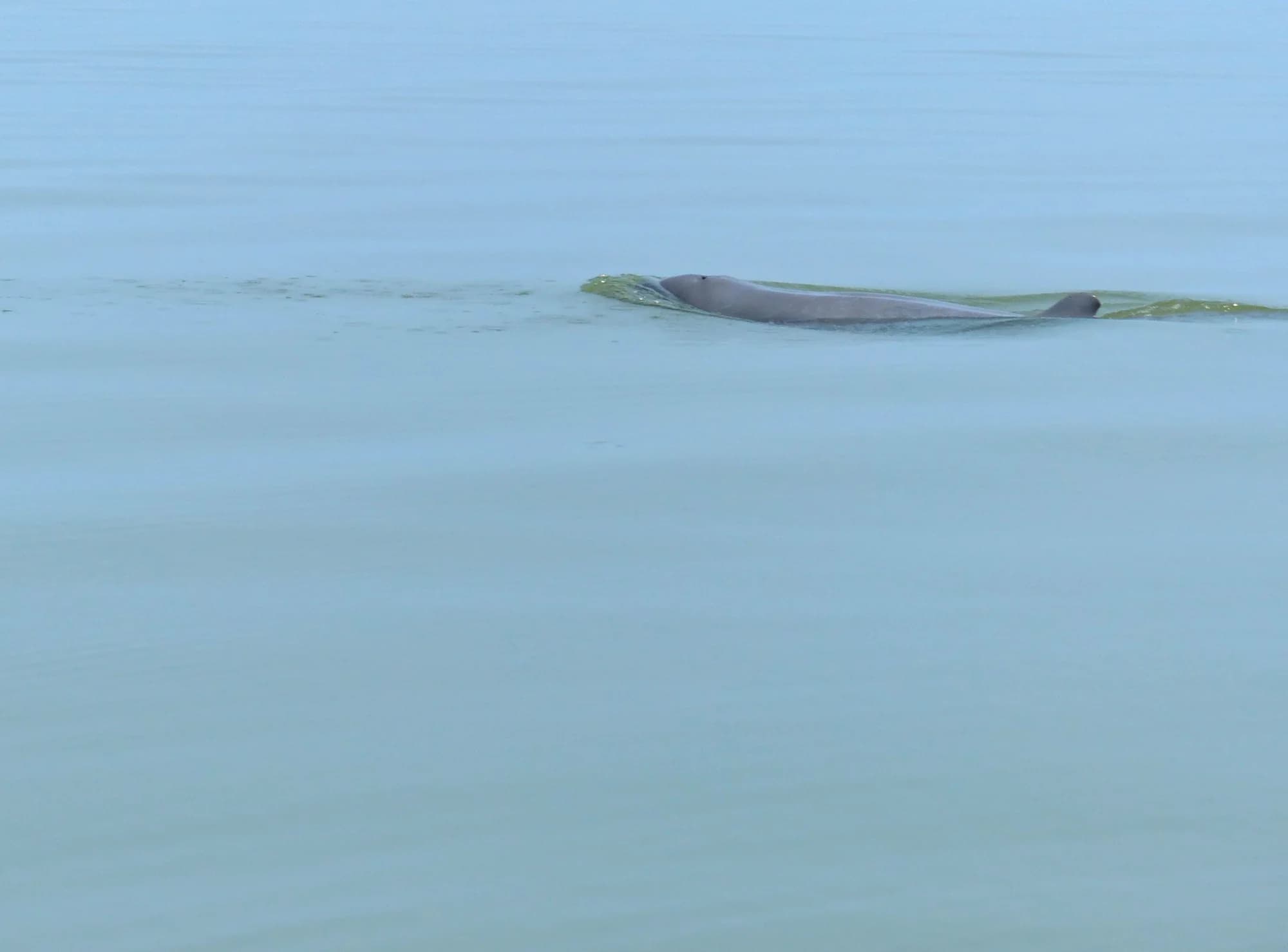 Irrawaddy Dolphin