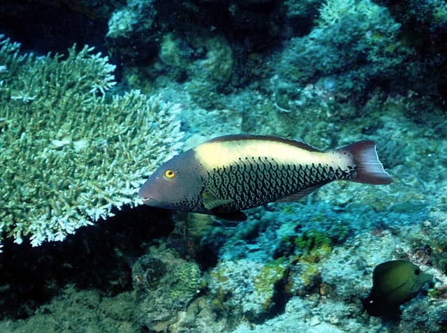 Spotted Parrotfish