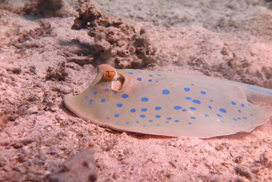 Bluespotted Ribbontail Ray