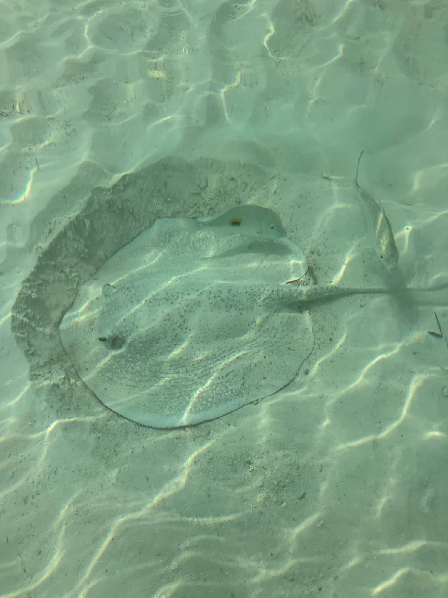 Porcupine Ray