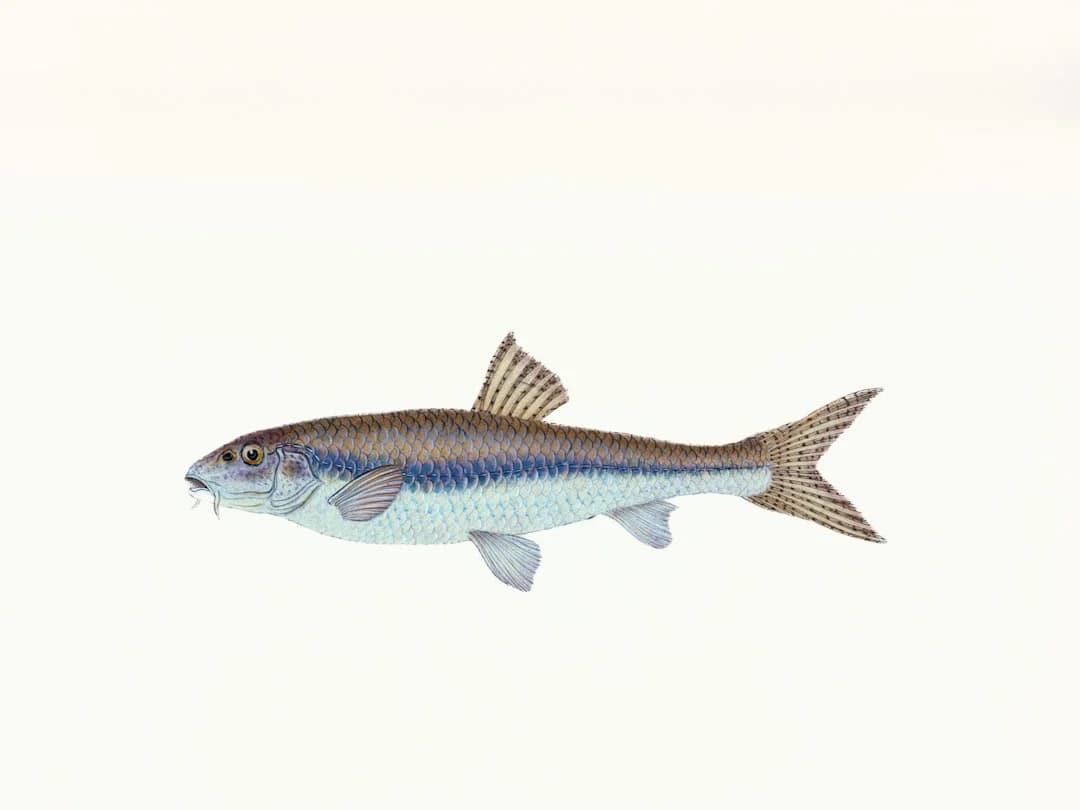 Sicklefin Smoothhound