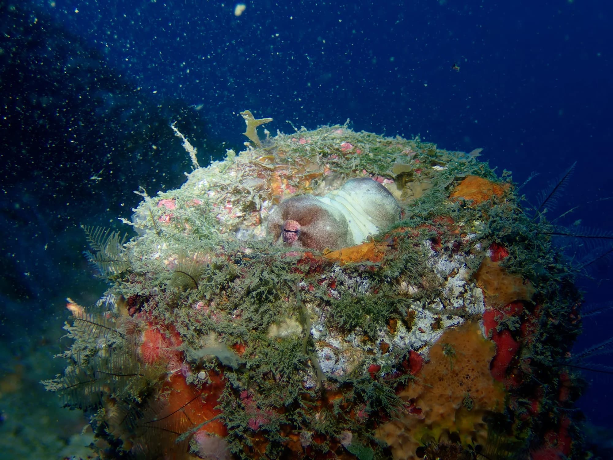 Day Octopus