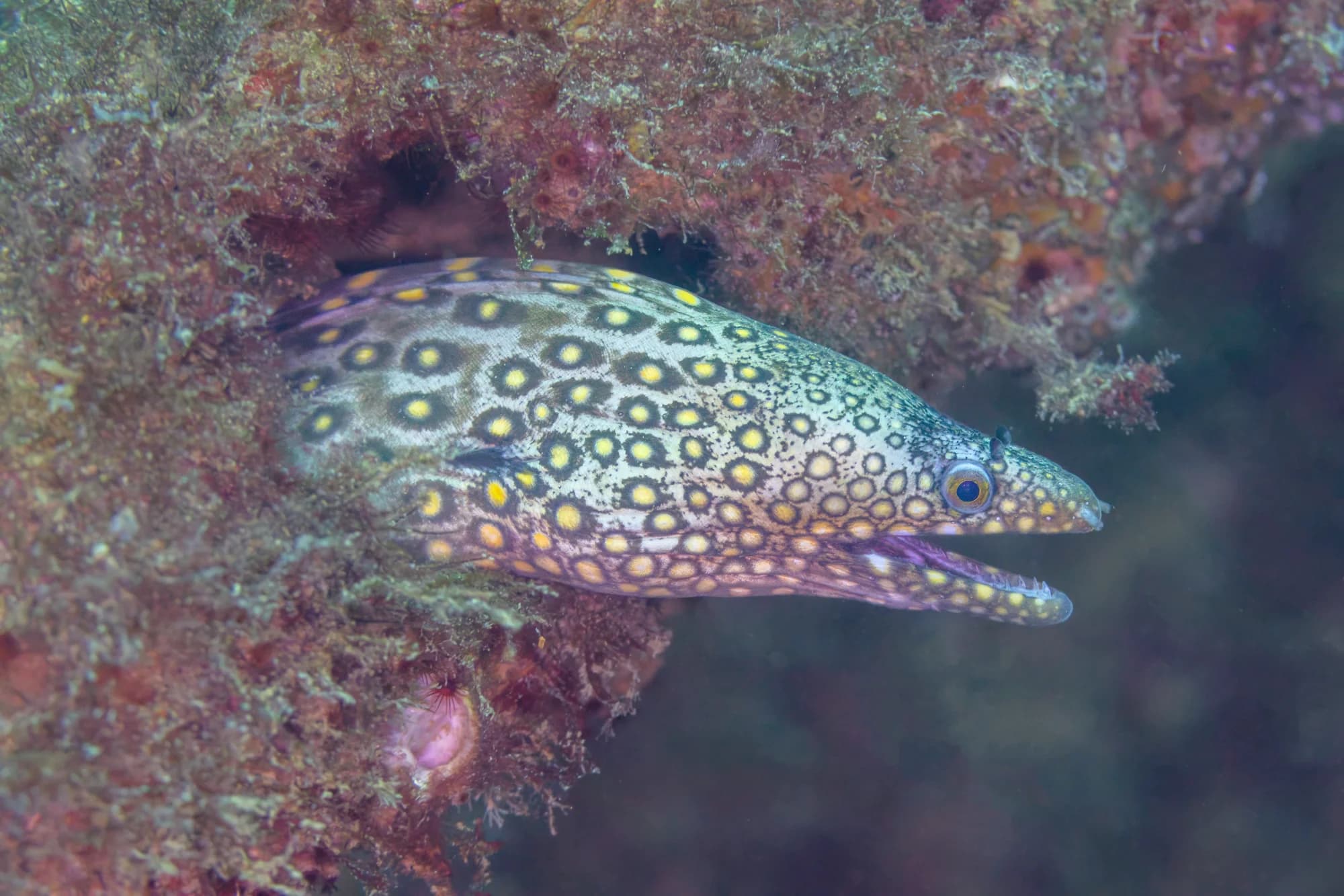 Jewel Moray
