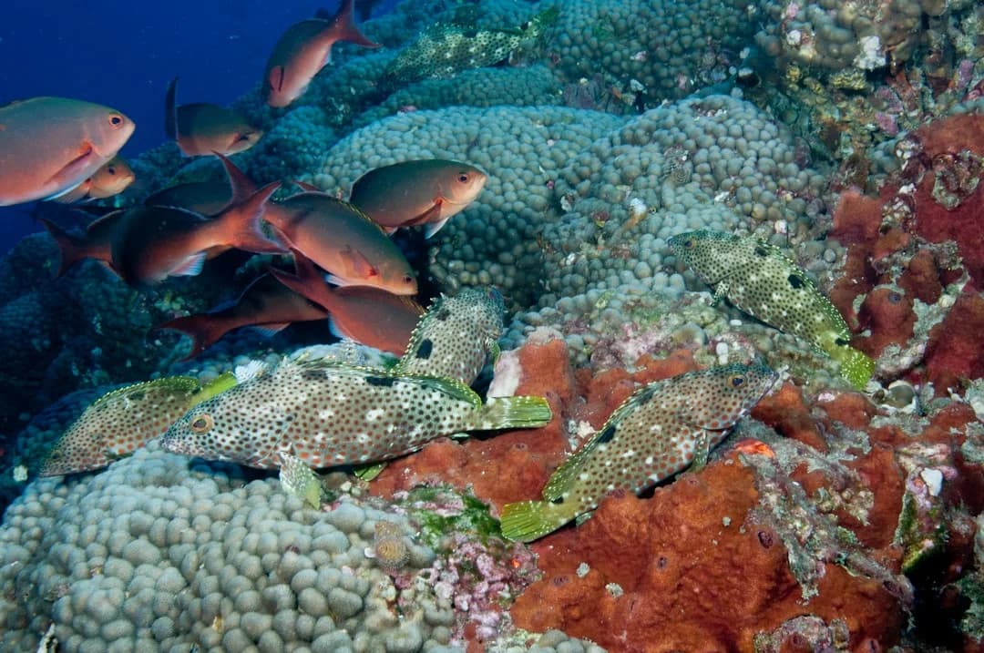 Pacific Creolefish