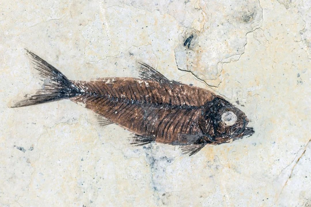 Porcupinefish