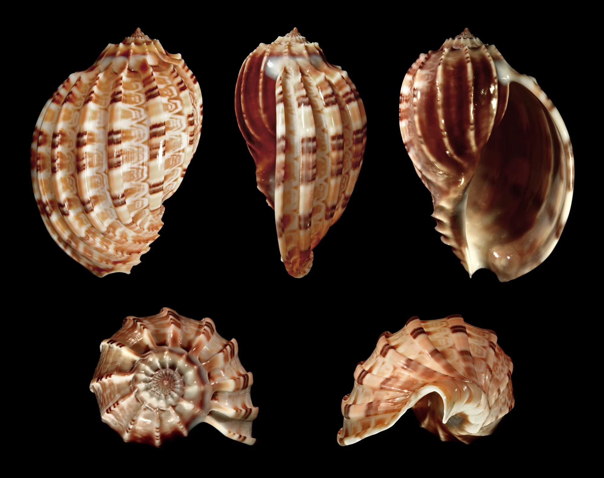 Articulate Harp Shell