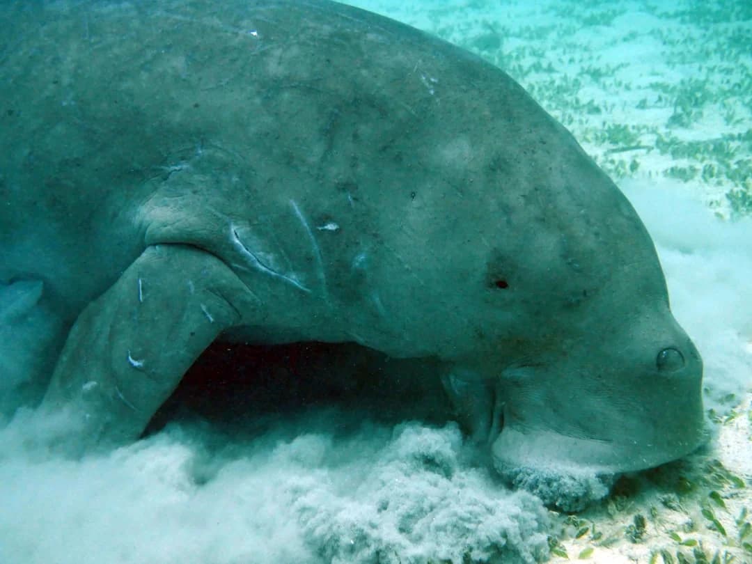 dugong