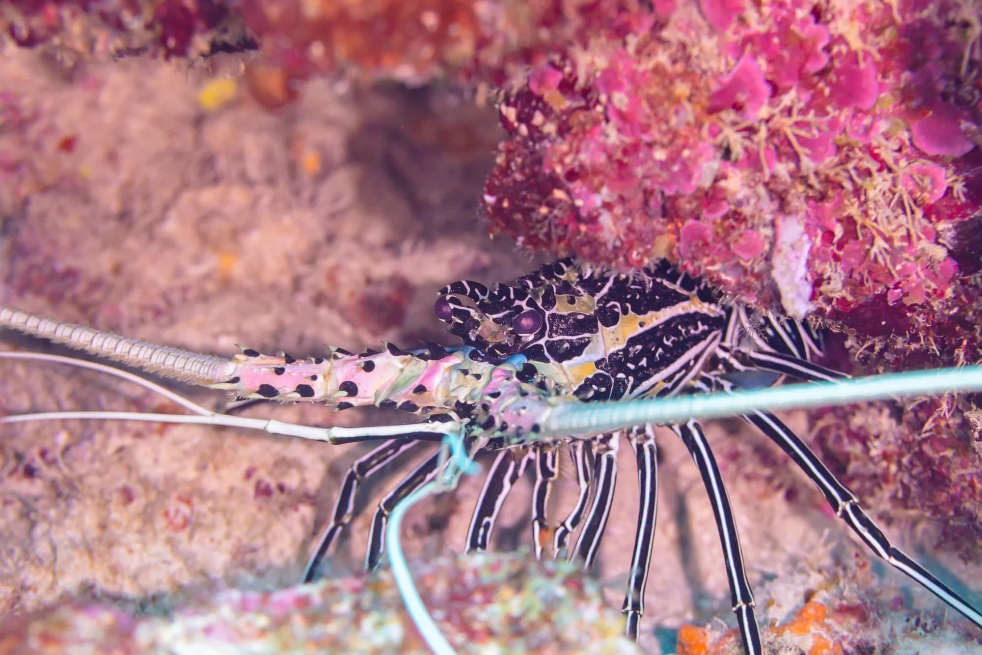 Painted Spiny Lobster