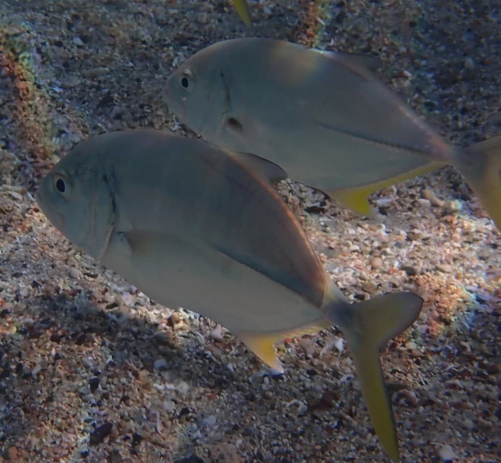 bigeye trevally