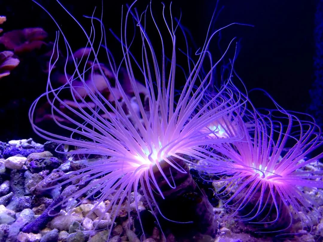 Night Anemone