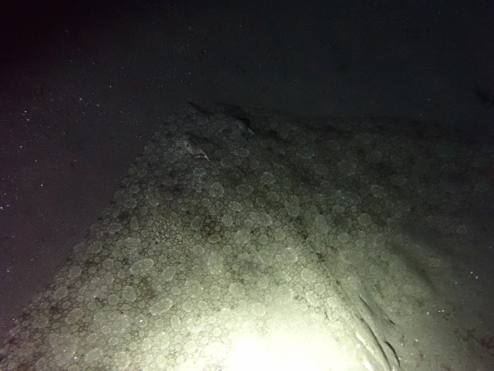 Spiny Butterfly Ray