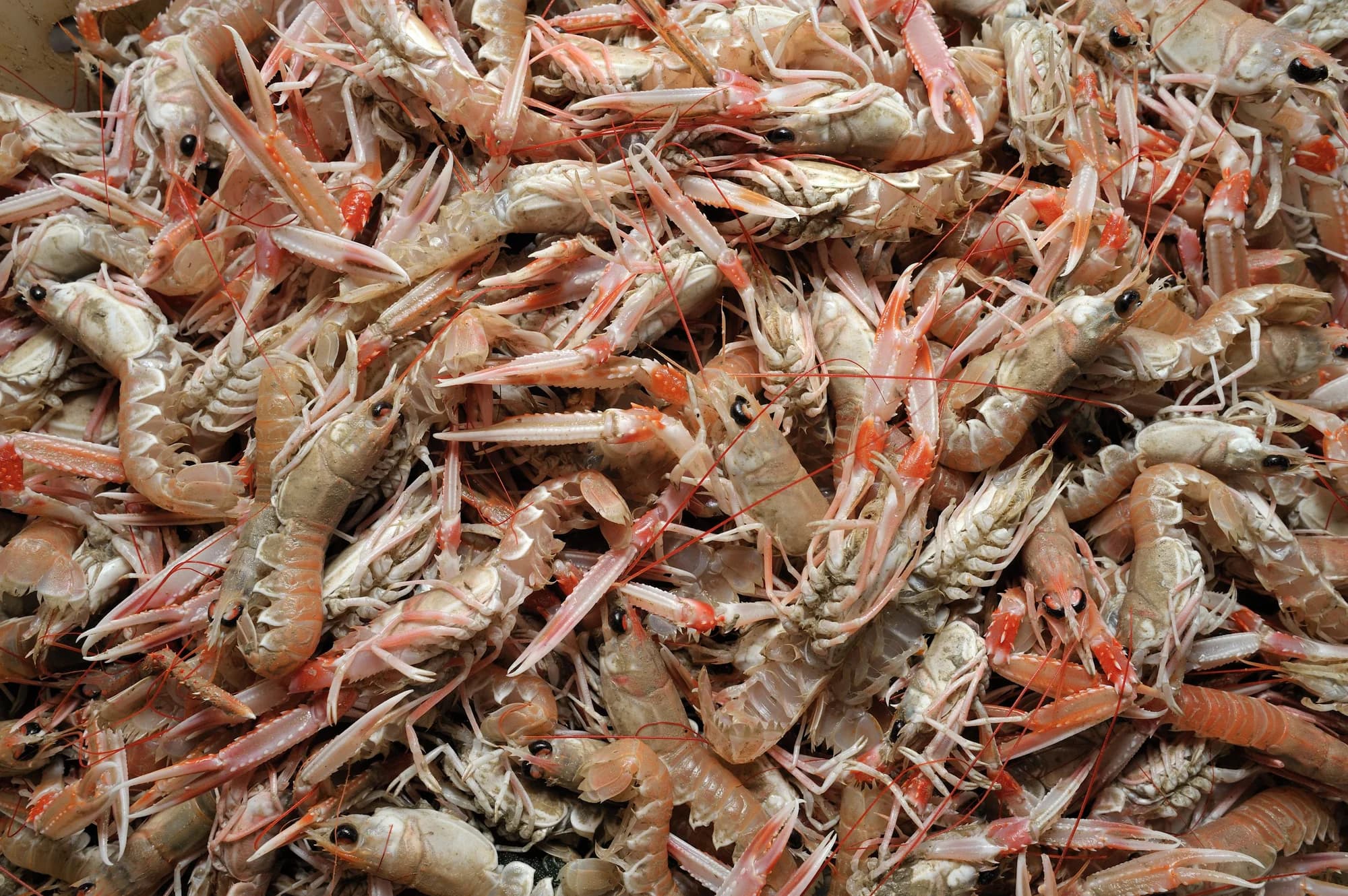 Norway Lobster / Langoustine