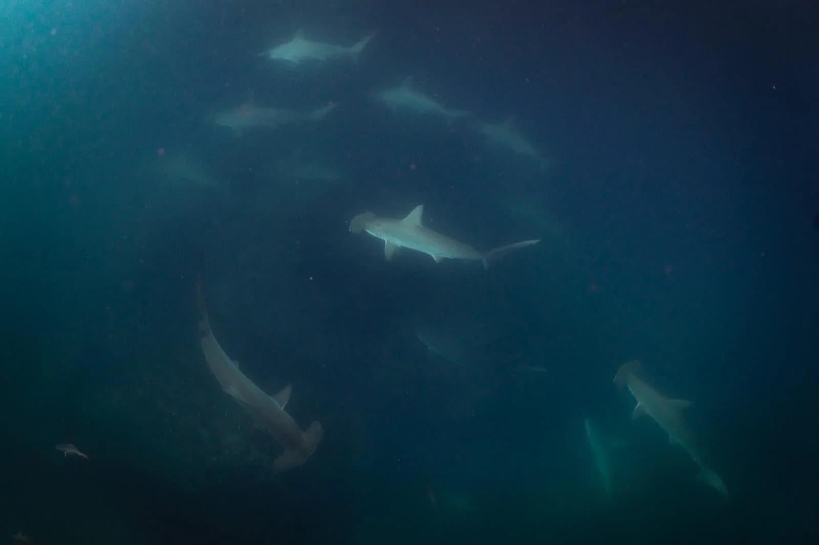 scalloped hammerhead