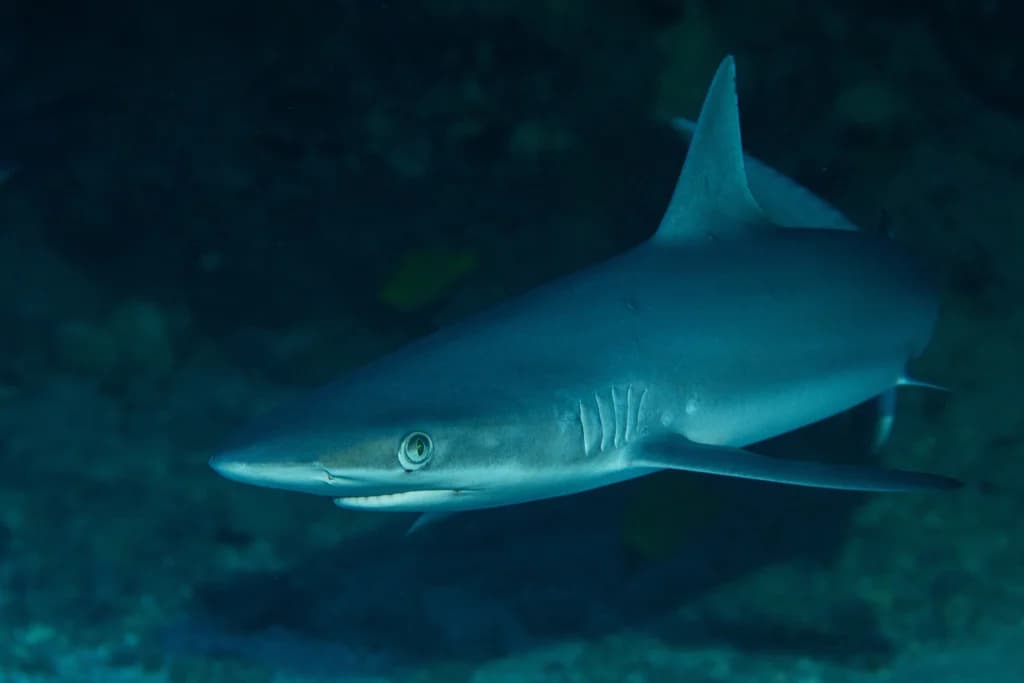 Grey Reef Shark