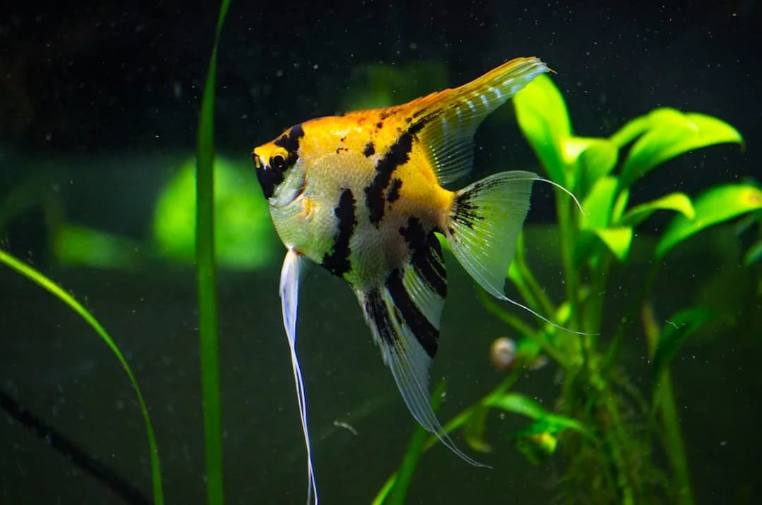 Flame Angelfish