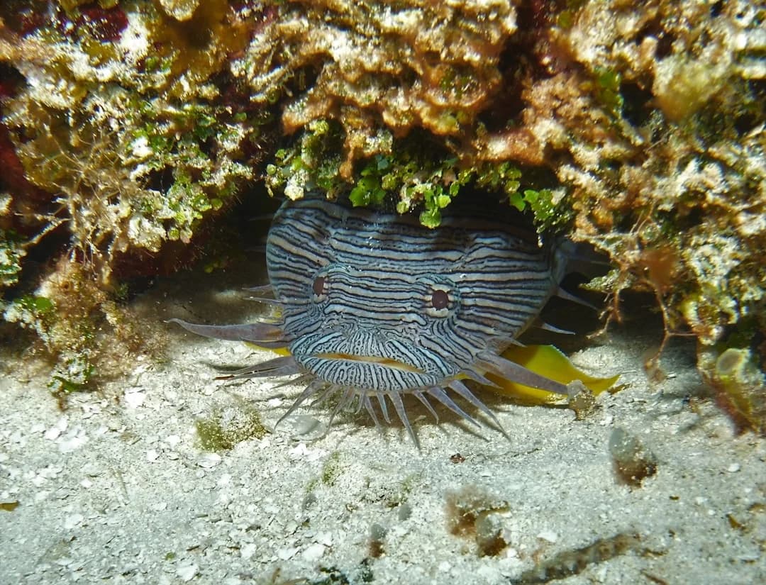 Splendid Toadfish