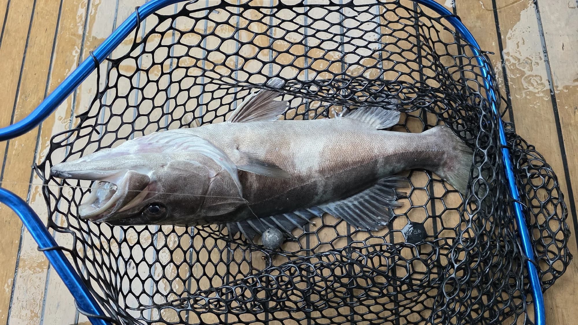 Hapuku (Groper)