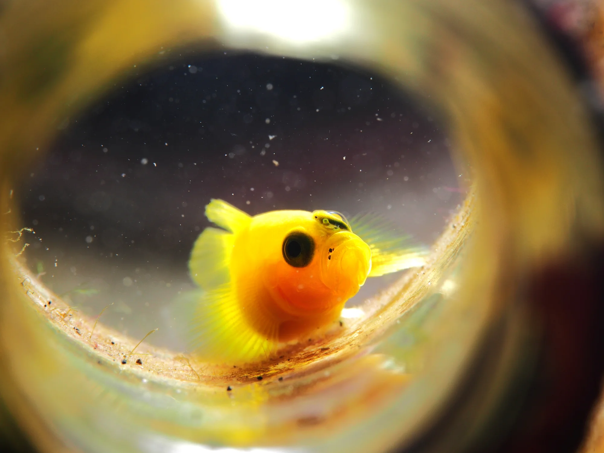 Yellow Clown Goby
