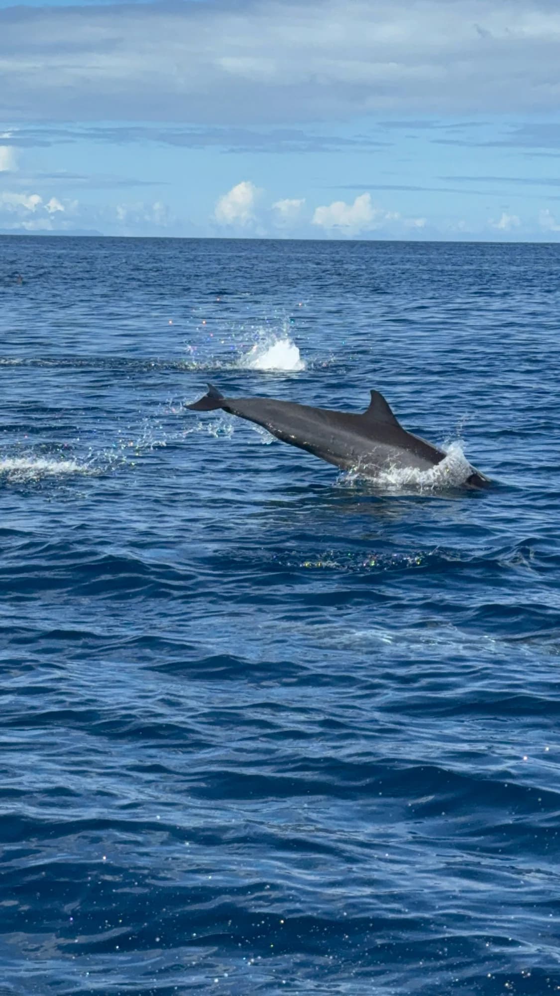 Spinner Dolphin