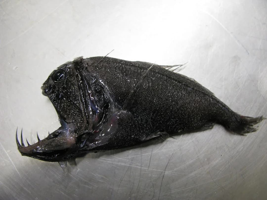 Humpback Anglerfish