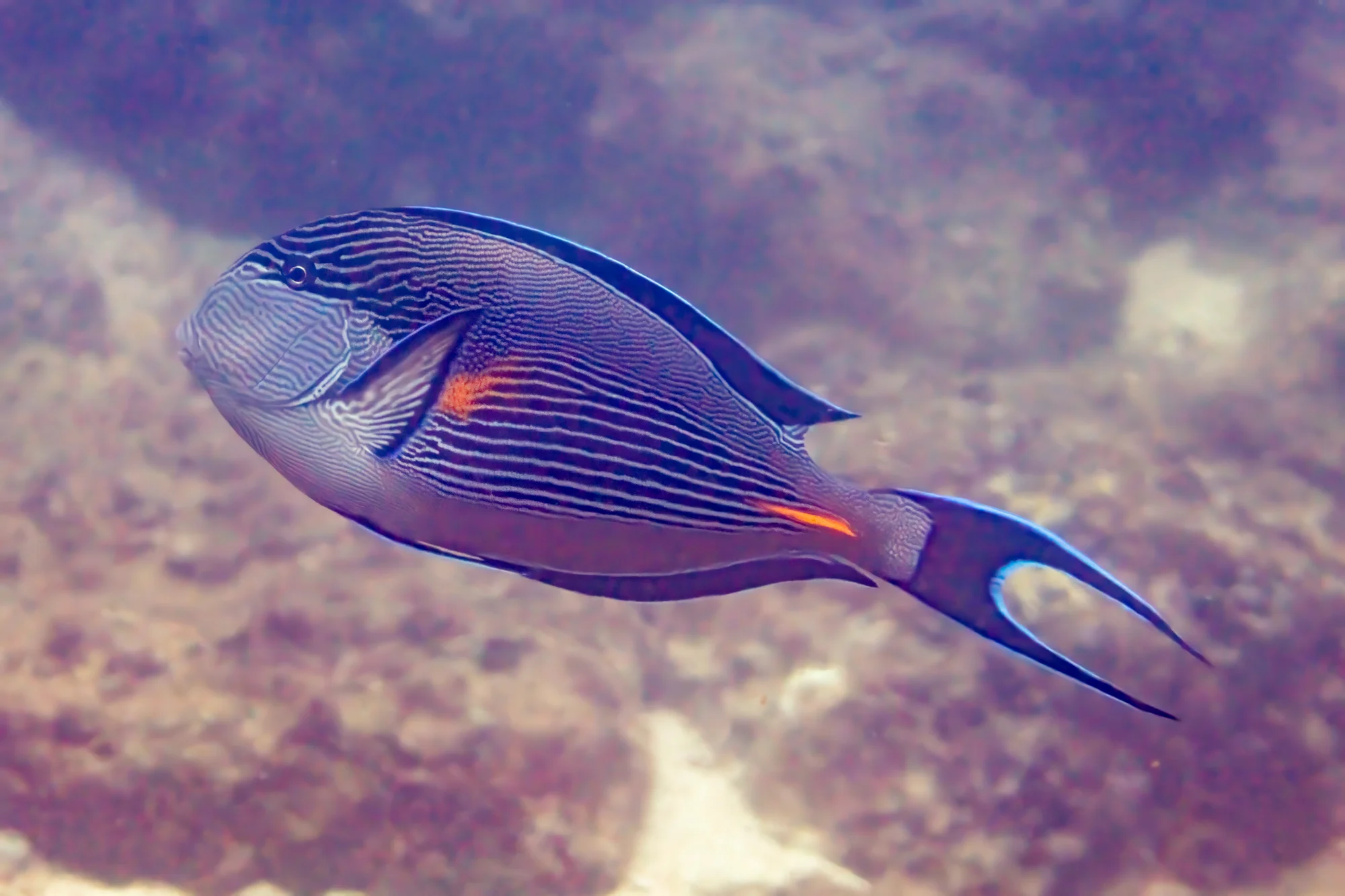 Red Sea surgeonfish
