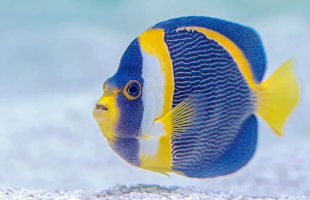 Bicolor Angelfish