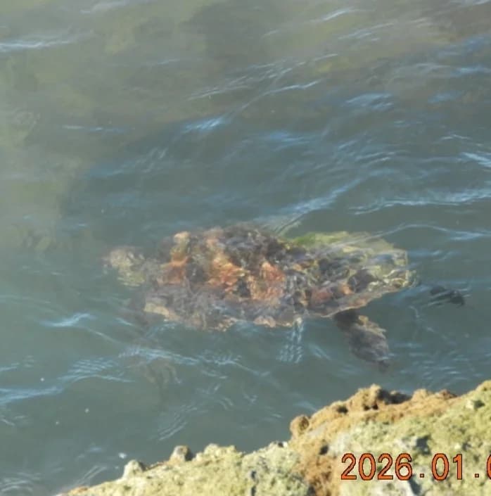 Green Sea Turtle