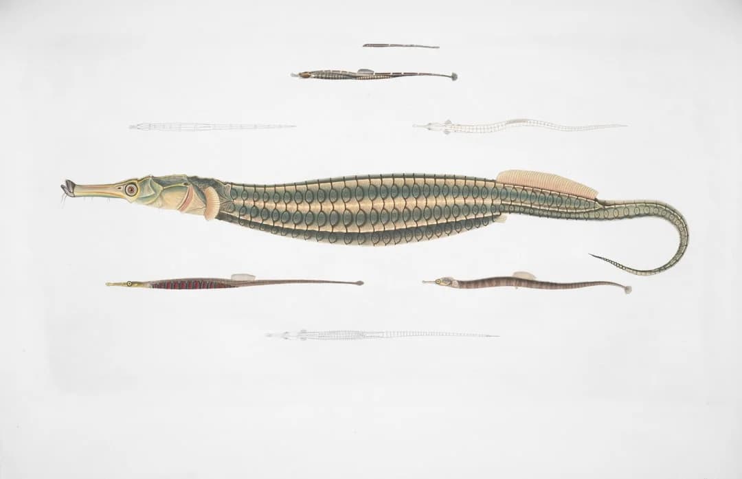Ringed Pipefish