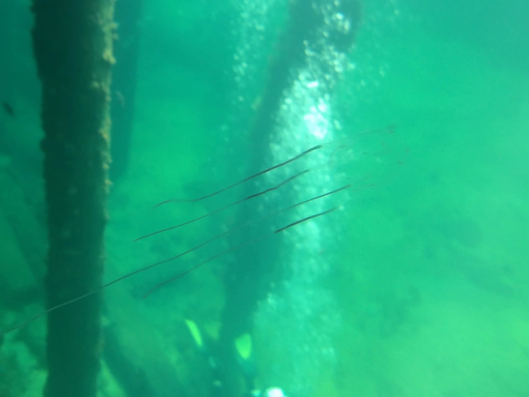 Raston Box Jellyfish