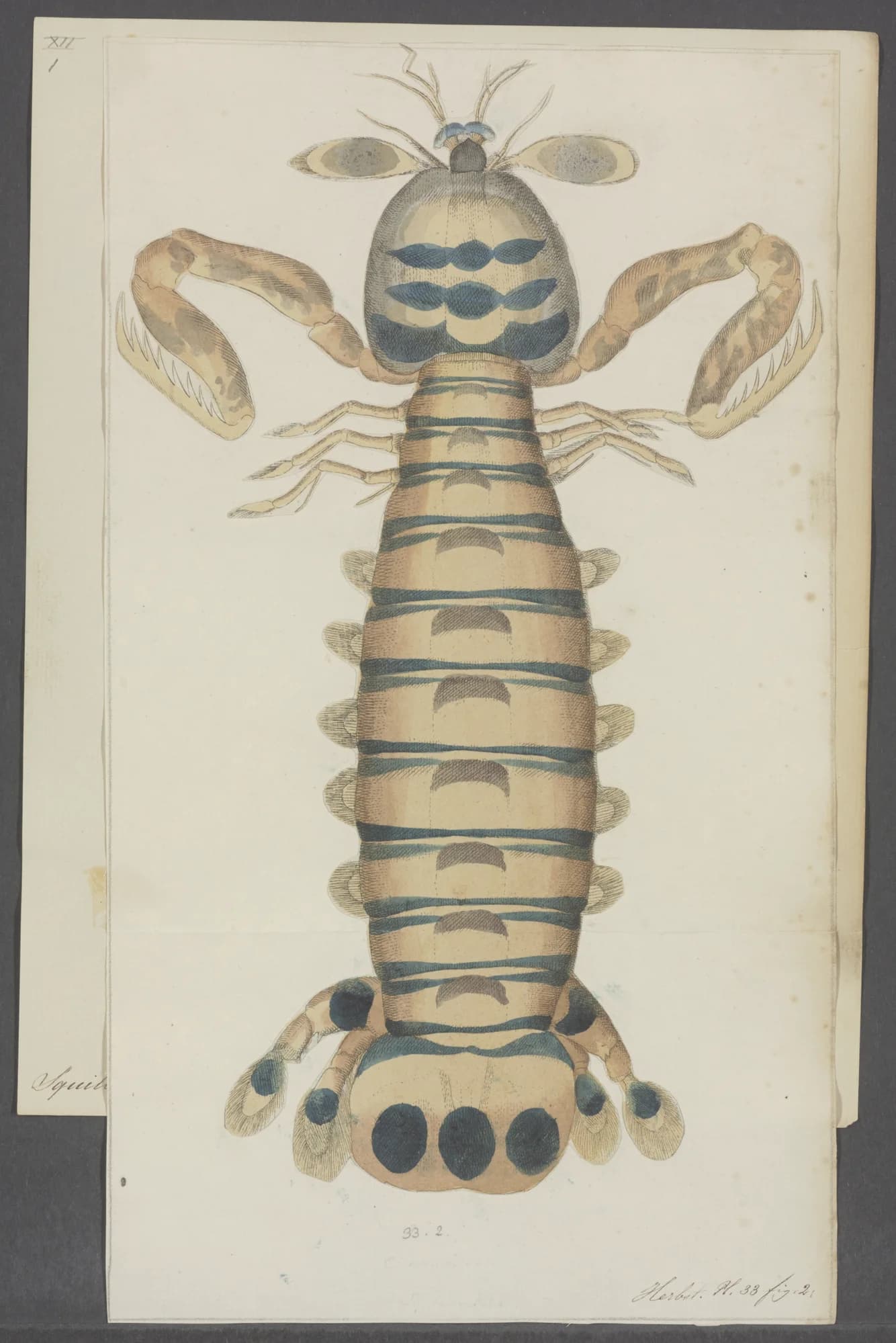 Zebra Mantis Shrimp
