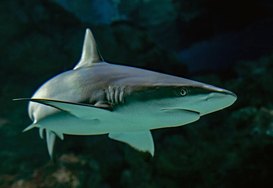 Pacific Nurse Shark