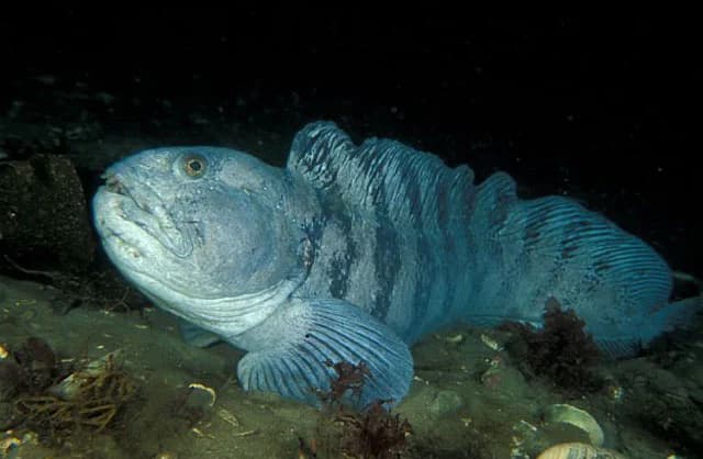 Atlantic Wolfish