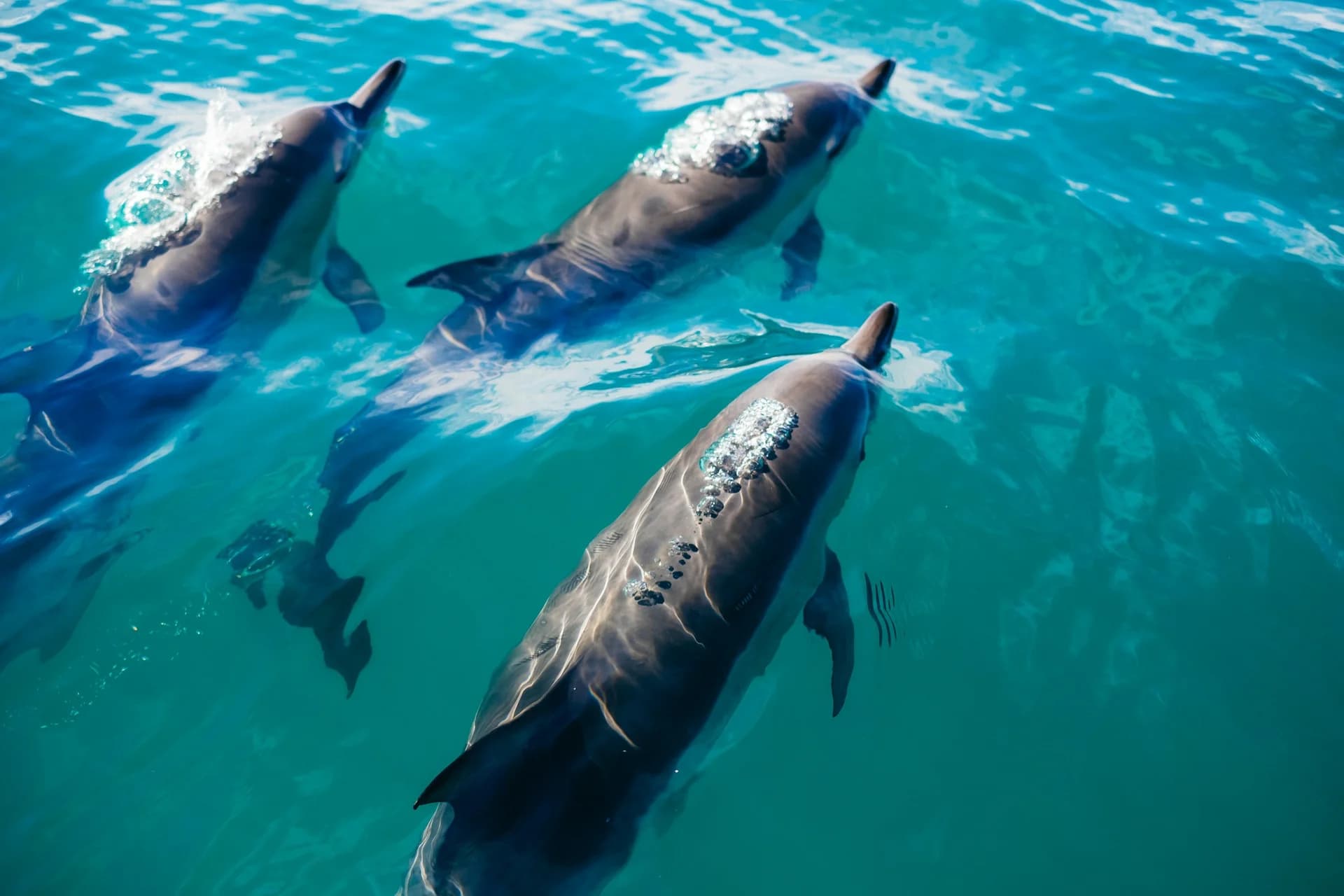 Atlantic Bottlenose Dolphin