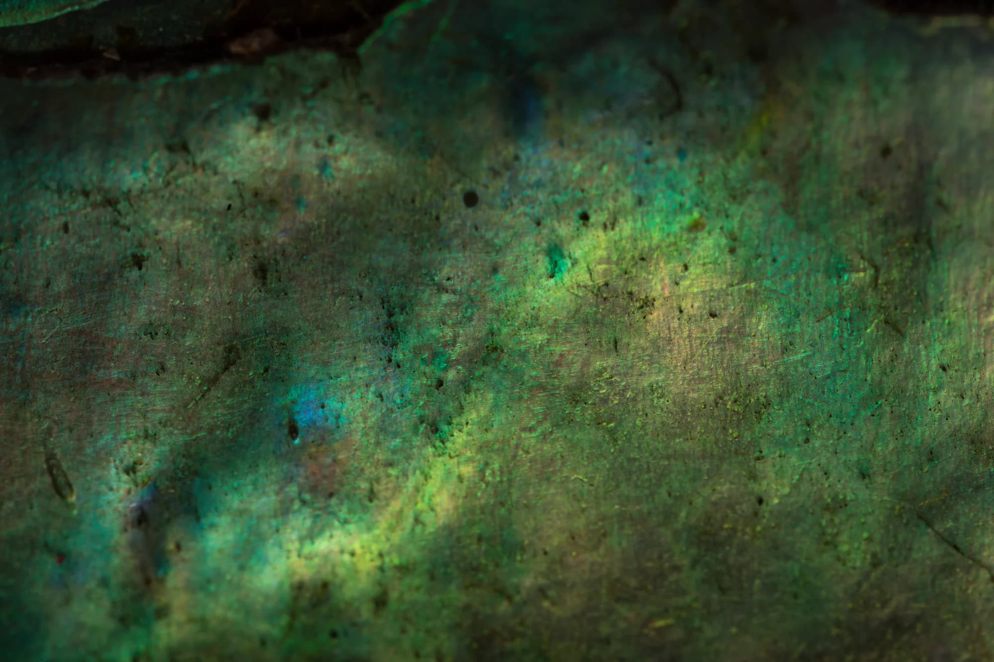 Paua (Black-Footed Abalone)