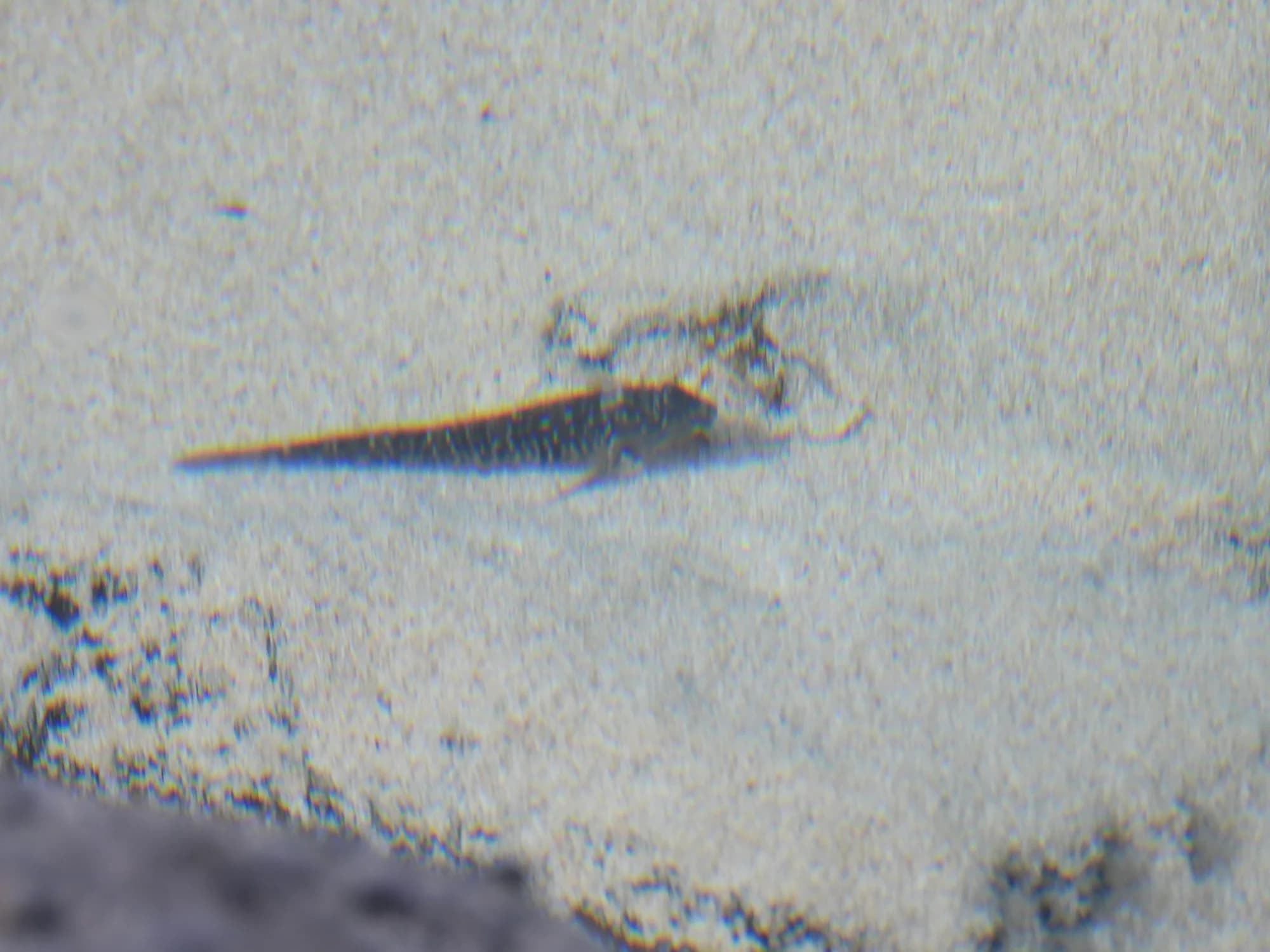 Canary Blenny