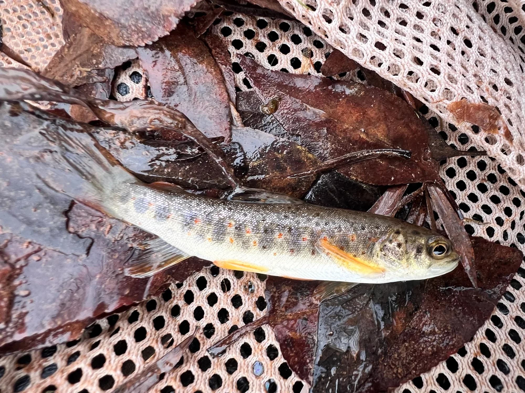 Brown Trout