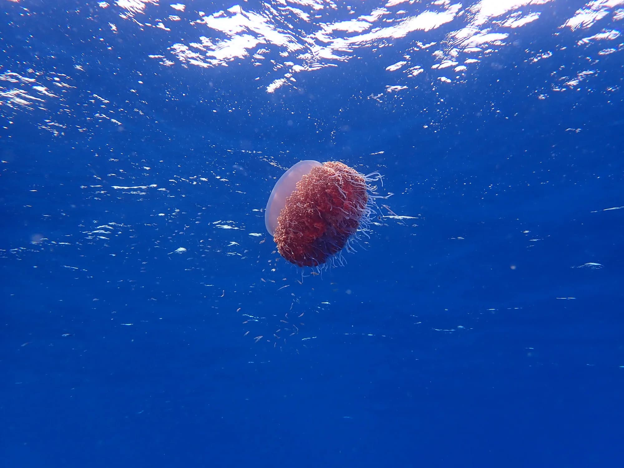 Crowned Jellyfish