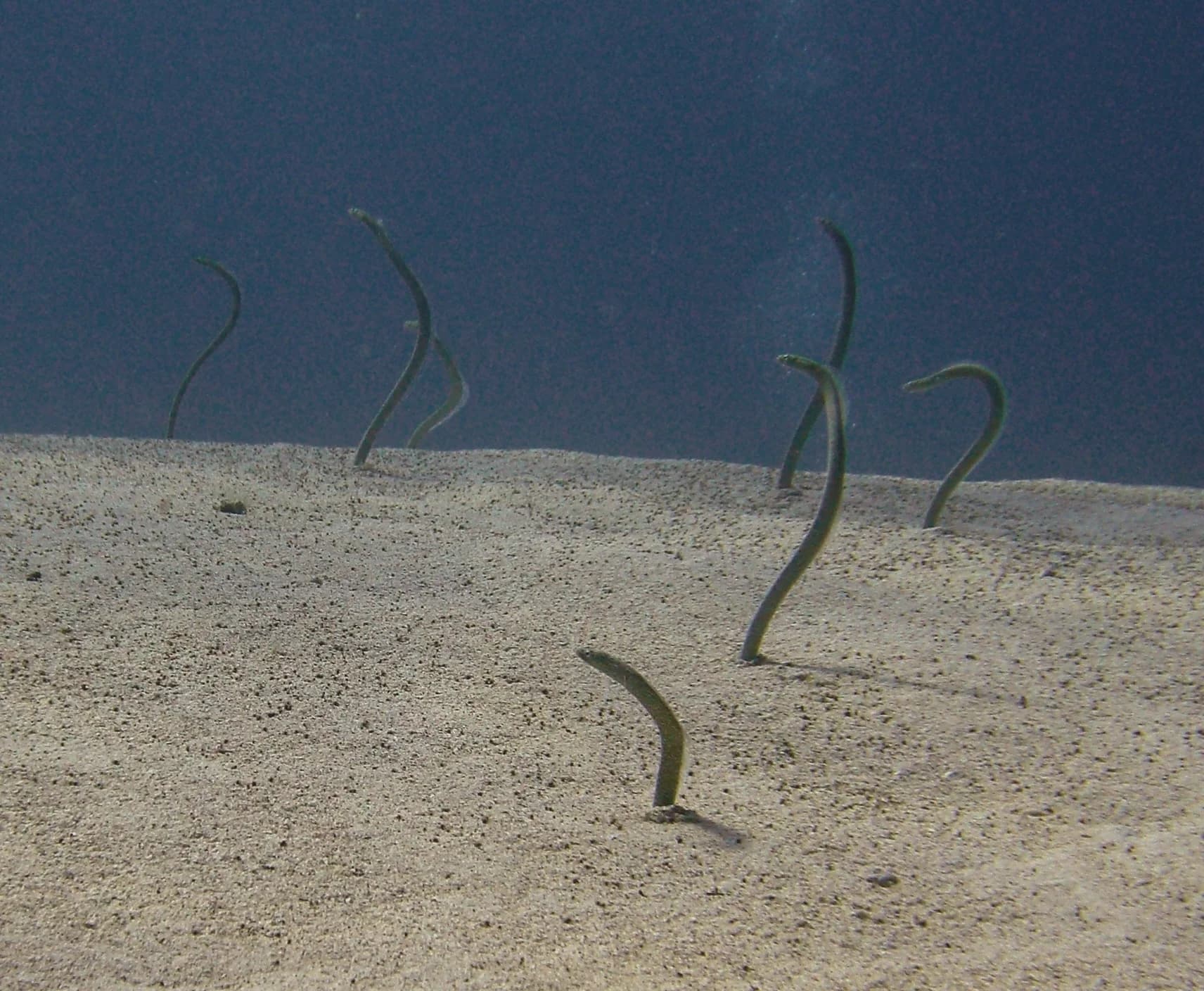 Red Sea Garden Eel