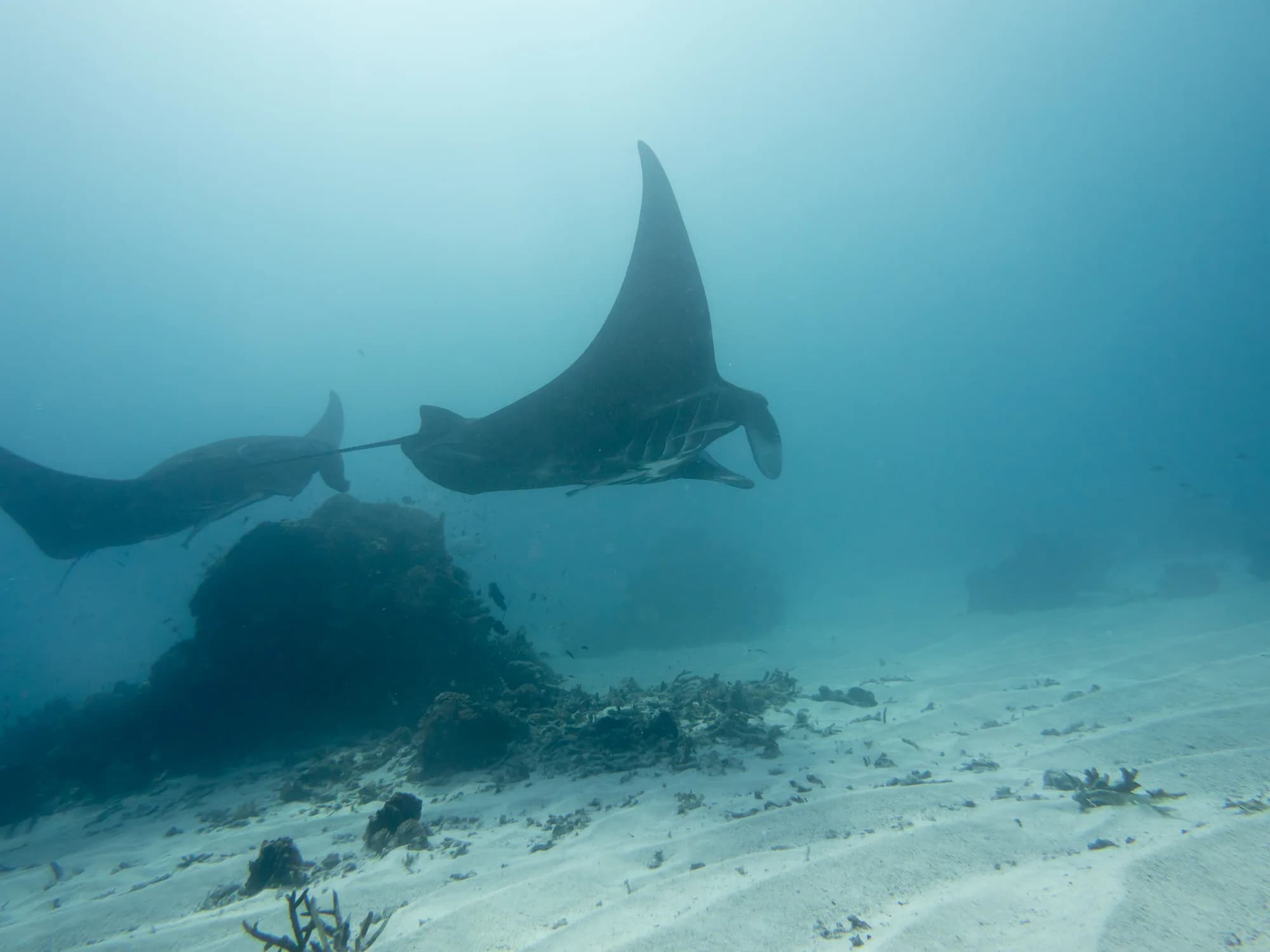 Reef Manta Ray