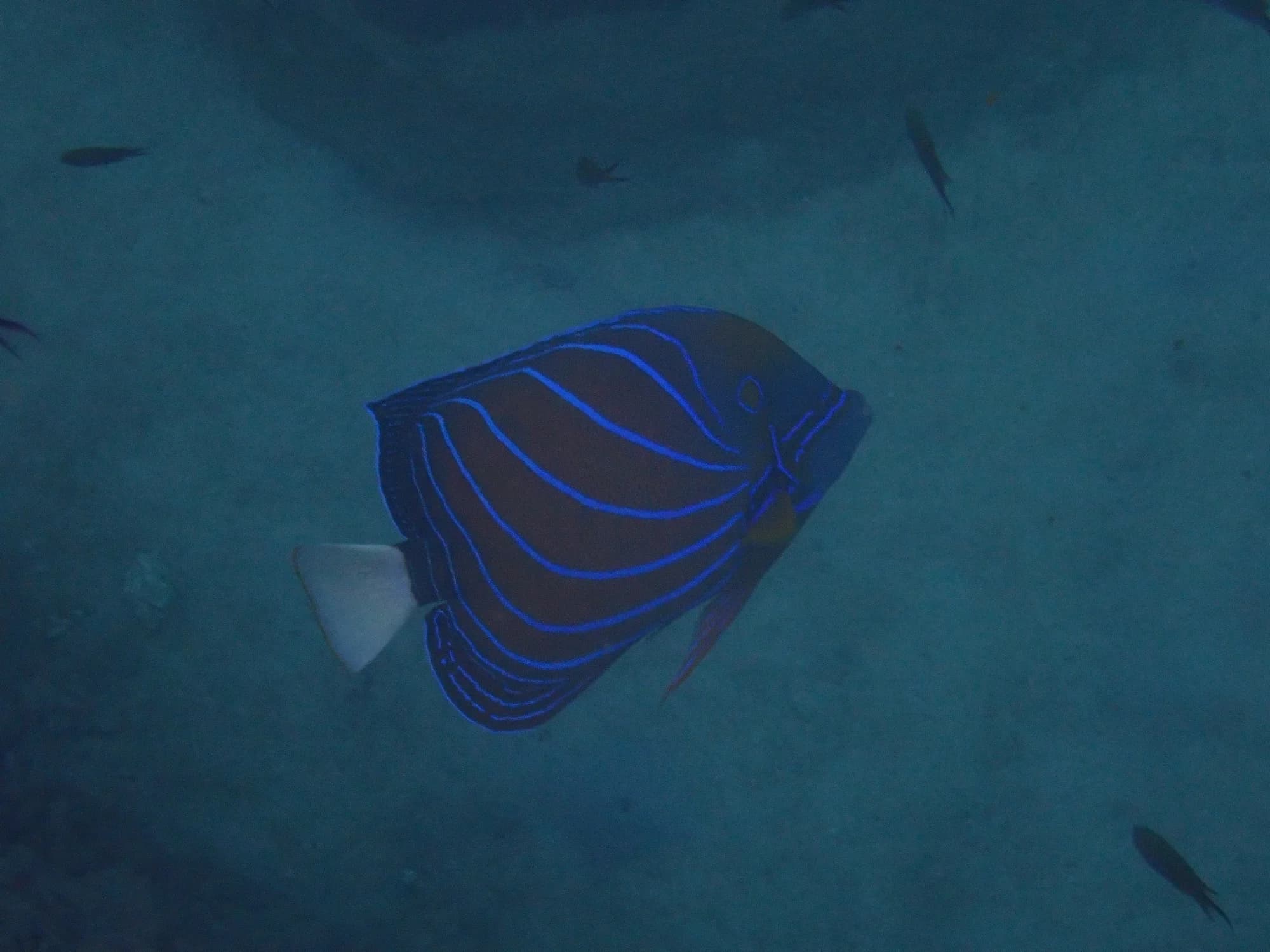 Blue-ring Angelfish