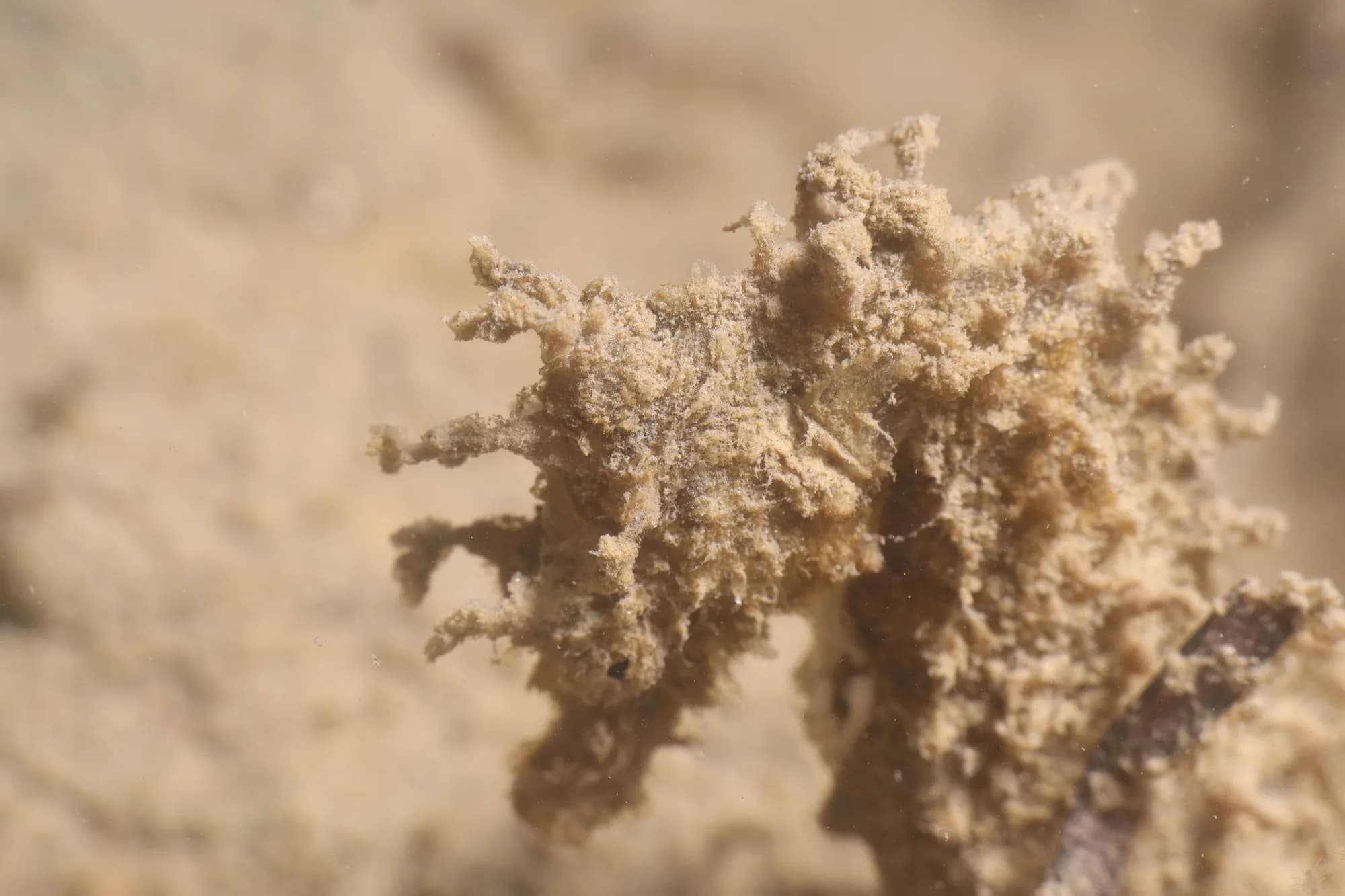 Short-snouted Seahorse