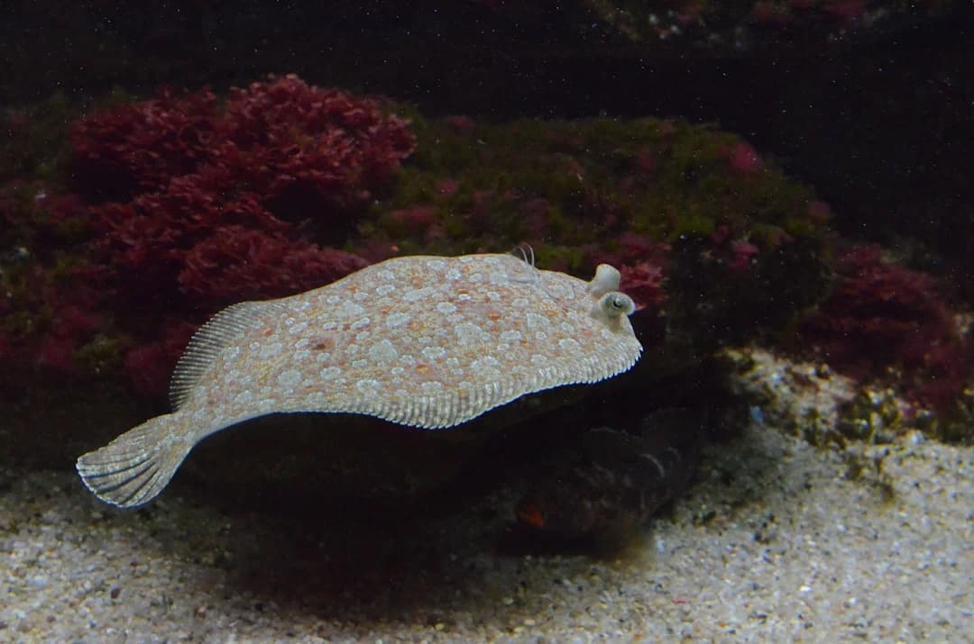 Reticulated Nudibranch