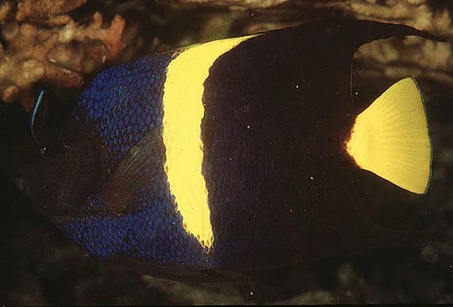 Arabian Angelfish