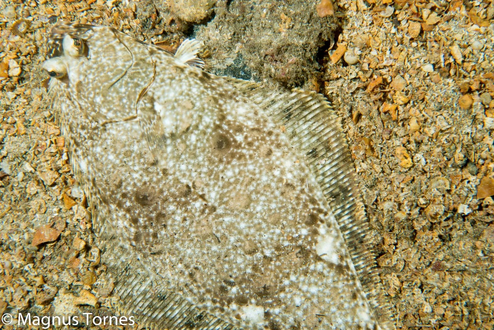 Atlantic Halibut